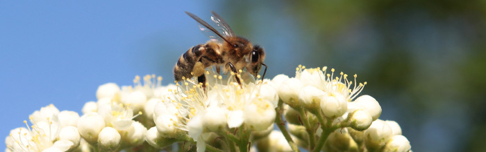Сайт пчеловода