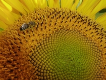 Пчела на подсолнухе