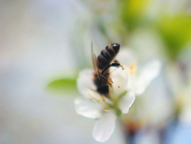 Пчела собирает нектар