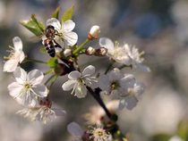 Пчела на цветке