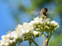 Пчела за работой